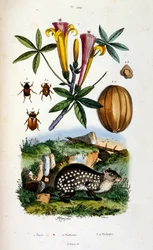 Ilustração botânica e zoológica de F. E. Guerin. De Dictionnaire pittoresque d