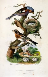 Ilustração botânica e zoológica de F. E. Guerin. De Dictionnaire pittoresque d