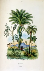 Ilustração botânica e zoológica de F. E. Guerin. De Dictionnaire pittoresque d