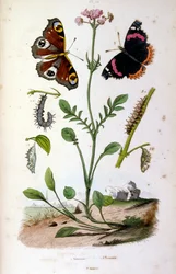 Ilustração botânica e zoológica de F. E. Guerin. De Dictionnaire pittoresque d