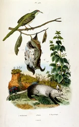 Ilustração botânica e zoológica de F. E. Guerin. De Dictionnaire pittoresque d