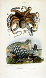 Ilustração botânica e zoológica de F. E. Guerin. De Dictionnaire pittoresque d