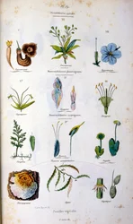 Ilustração botânica e zoológica de F. E. Guerin. De Dictionnaire pittoresque d