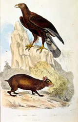 Ilustração botânica e zoológica de F. E. Guerin. De Dictionnaire pittoresque d