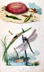 Ilustração botânica e zoológica de F. E. Guerin. De Dictionnaire pittoresque d