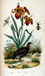 Ilustração botânica e zoológica de F. E. Guerin. De Dictionnaire pittoresque d