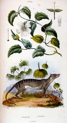 Ilustração botânica e zoológica de F. E. Guerin. De Dictionnaire pittoresque d