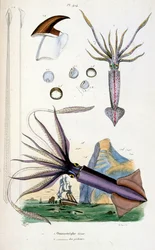 Ilustração botânica e zoológica de F. E. Guerin. De Dictionnaire pittoresque d