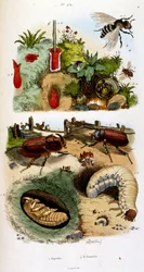 Ilustração botânica e zoológica de F. E. Guerin. De Dictionnaire pittoresque d