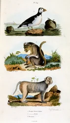 Ilustração botânica e zoológica de F. E. Guerin. De Dictionnaire pittoresque d