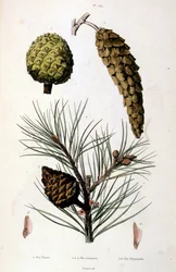 Ilustração botânica e zoológica de F. E. Guerin. De Dictionnaire pittoresque d