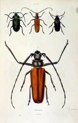 Ilustração botânica e zoológica de F. E. Guerin. De Dictionnaire pittoresque d