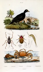 Ilustração botânica e zoológica de F. E. Guerin. De Dictionnaire pittoresque d