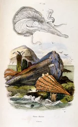 Ilustração botânica e zoológica de F. E. Guerin. De Dictionnaire pittoresque d