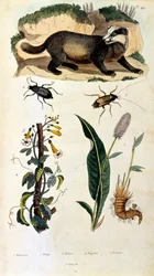 Ilustração botânica e zoológica de F. E. Guerin. De Dictionnaire pittoresque d