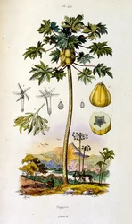 Ilustração botânica e zoológica de F. E. Guerin. De Dictionnaire pittoresque d