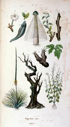 Ilustração botânica e zoológica de F. E. Guerin. De Dictionnaire pittoresque d