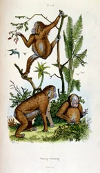 Ilustração botânica e zoológica de F. E. Guerin. De Dictionnaire pittoresque d