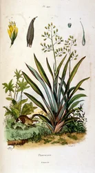 Ilustração botânica e zoológica de F. E. Guerin. De Dictionnaire pittoresque d