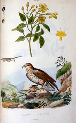 Ilustração botânica e zoológica de F. E. Guerin. De Dictionnaire pittoresque d