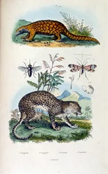 Ilustração botânica e zoológica de F. E. Guerin. De Dictionnaire pittoresque d