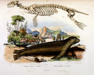 Ilustração botânica e zoológica de F. E. Guerin. De Dictionnaire pittoresque d