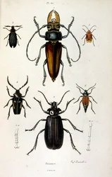 Ilustração botânica e zoológica de F. E. Guerin. De Dictionnaire pittoresque d