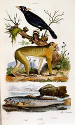 Ilustração botânica e zoológica de F. E. Guerin. De Dictionnaire pittoresque d