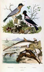 Ilustração botânica e zoológica de F. E. Guerin. De Dictionnaire pittoresque d