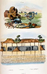 Ilustração botânica e zoológica de F. E. Guerin. De Dictionnaire pittoresque d