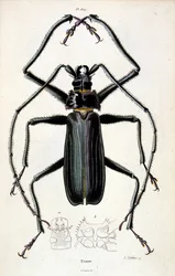 Ilustração botânica e zoológica de F. E. Guerin. De Dictionnaire pittoresque d