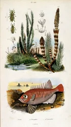 Ilustração botânica e zoológica de F. E. Guerin. De Dictionnaire pittoresque d