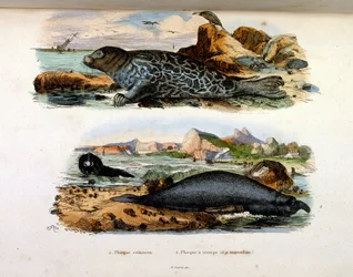 Ilustração botânica e zoológica de F. E. Guerin. De Dictionnaire pittoresque d