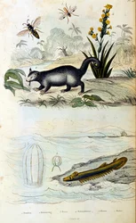 Ilustração botânica e zoológica de F. E. Guerin. De Dictionnaire pittoresque d