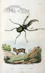 Ilustração botânica e zoológica de F. E. Guerin. De Dictionnaire pittoresque d
