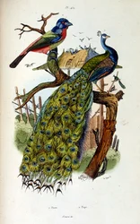 Ilustração botânica e zoológica de F. E. Guerin. De Dictionnaire pittoresque d