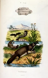Ilustração botânica e zoológica de F. E. Guerin. De Dictionnaire pittoresque d