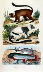 Ilustração botânica e zoológica de F. E. Guerin. De Dictionnaire pittoresque d