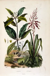 Ilustração botânica de F. E. Guerin. De Dictionnaire pittoresque d