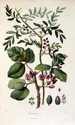 Ilustração botânica de F. E. Guerin. De Dictionnaire pittoresque d