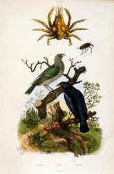 Ilustração botânica de F. E. Guerin. De Dictionnaire pittoresque d