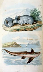 Chimaeras, a ordem Chimaeriformes, conhecida informalmente como tubarões-fantasma, peixes-rato; ilustração botânica e zoológica de F. E. Guerin. De Dictionnaire pittoresque d