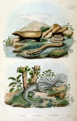 Chlamyphoridae é uma família de mamíferos cingulados. Embora os gliptodontes tenham sido tradicionalmente considerados cingulados do grupo tronco, fora do grupo que contém os tatus modernos