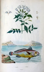 Jasmim (Jasmine). Johnius (Peixe-cofre). Ilustração botânica e zoológica de F. E. Guerin. De Dictionnaire pittoresque d