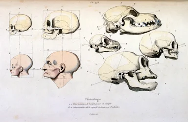 Frenologia (anatómica), ilustração de F. E. Guerin. De Dictionnaire pittoresque d
