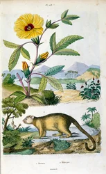 O kinkajou; um mamífero da floresta tropical da família Procyonidae relacionado com olingos, quatis, guaxinins, e a cauda anelada e cacomistle. Ilustração botânica e zoológica de F. E. Guerin. De Dictionnaire pittoresque d