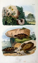Tartarugas