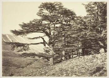 Cedros do Líbano