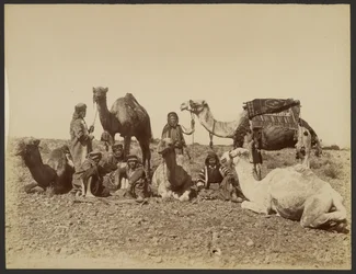 Paragem de cameleiros no deserto