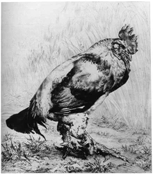La Coq, c1850-1910, 1924.